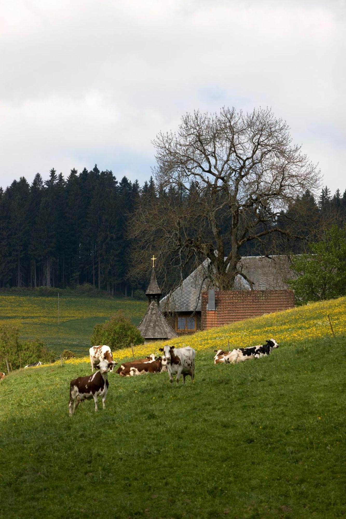 Drei Tannen - Wohnung 11 - Apartmenthaus, Titisee, Feldberg 外观 照片